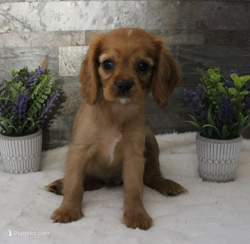 #6 Male (Ruby) – Cavalier King Charles Spaniel puppy for sale in Paris, KY