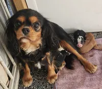 Percy, a female Cavalier King Charles Spaniel for sale in Paris, KY – 1 of 7
