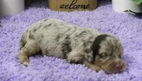 #3 Male (Dawn's), a male Cavapoo for sale in Paris, KY – 2 of 2