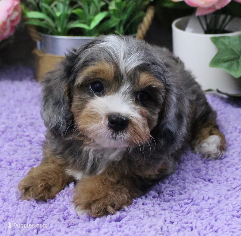 #4 Male (Autumn's) – Cavapoo puppy for sale in Paris, KY