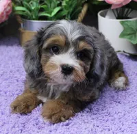 #4 Male (Autumn's), a male Cavapoo for sale in Paris, KY – 1 of 7