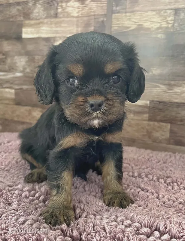 #2 Female (Percy's) – Cavalier King Charles Spaniel puppy for sale in Paris, KY