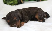 #1 Male (Roxy's), a male Cavapoo for sale in Paris, KY – 2 of 3