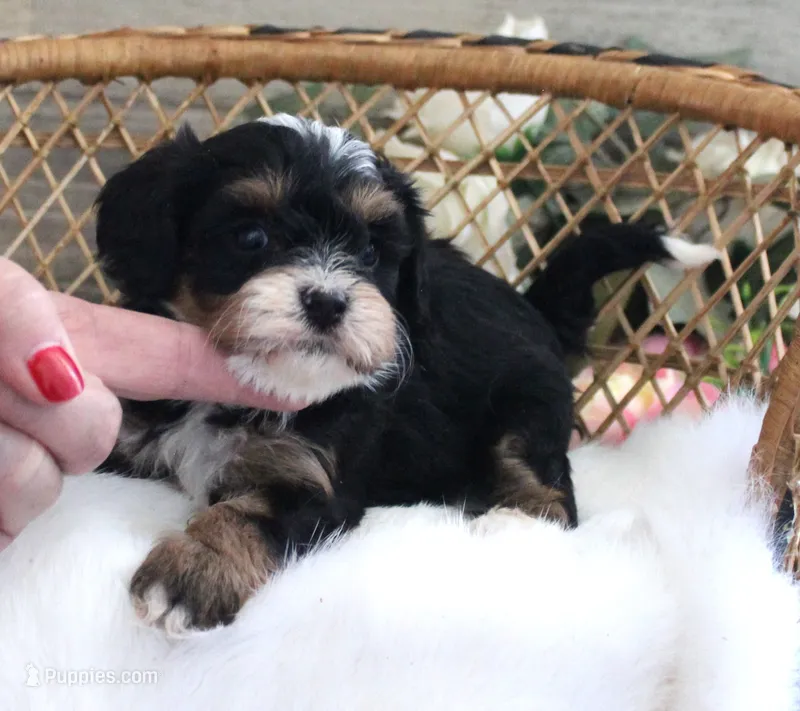 #3 Female (Autumn's) – Cavapoo puppy for sale in Paris, KY