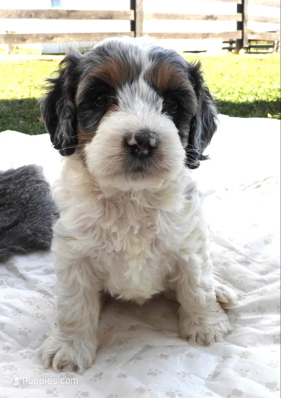 #2 Female (Leslie's) – Cockapoo puppy for sale in Paris, KY