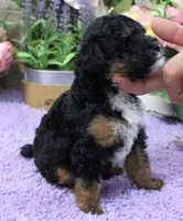 #2 Male (Joy's), a male Poodle - Miniature  for sale in Paris, KY – 2 of 3