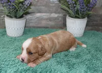 Patsys #1 Female, a female Cavapoo for sale in Paris, KY – 2 of 2
