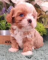 #2 Male (Ginger's), a male Cavapoo for sale in Paris, KY – 2 of 9