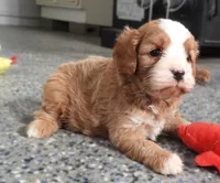 #1 Male (Linda's), a male Cavapoo for sale in Paris, KY – 7 of 9