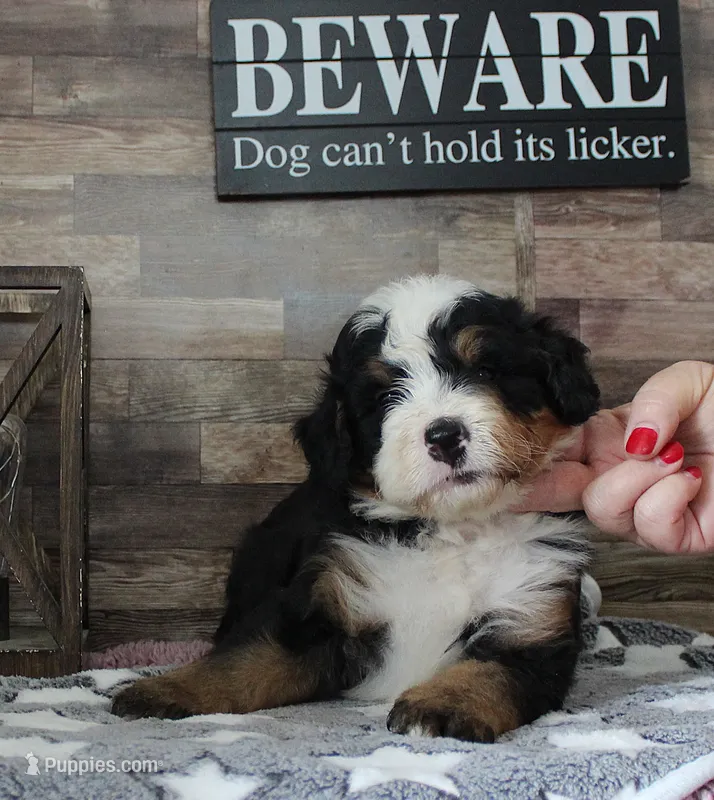 Mini Bernedoodle Male – Miniature Bernedoodle puppy for sale in Paris, KY