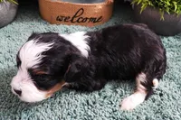 #1 Female (Sally's), a female Cavapoo for sale in Paris, KY – Photo 3 of 3