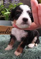 #1 Female (Sally's), a female Cavapoo for sale in Paris, KY – Photo 2 of 3