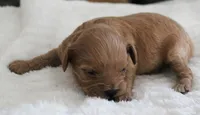 #1 Female (Ginger's), a female Cavapoo for sale in Paris, KY – 2 of 3