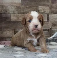 #1 Male (Linda's), a male Cavapoo for sale in Paris, KY – 8 of 9