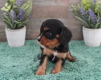 #1 female (Ruby), a female Cavalier King Charles Spaniel for sale in Paris, KY – 4 of 5