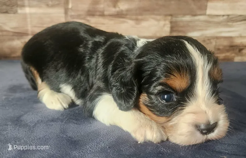 #1 Male (Lori's) – Cavalier King Charles Spaniel puppy for sale in Paris, KY