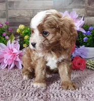 #1 Male (Linda's), a male Cavapoo for sale in Paris, KY – 2 of 9