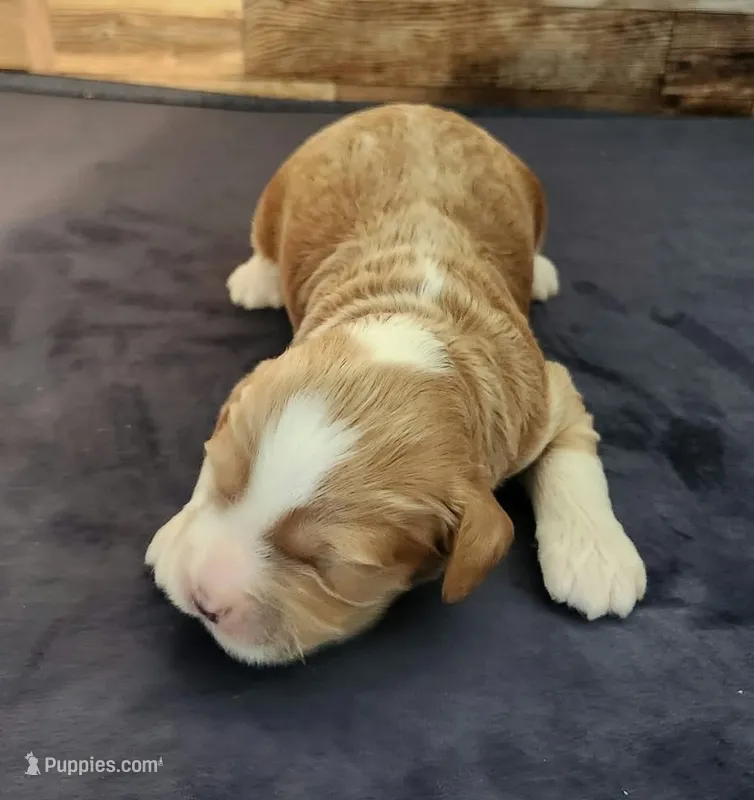#5 Male (Leslie's) – Cockapoo puppy for sale in Paris, KY