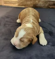 #5 Male (Leslie's), a male Cockapoo for sale in Paris, KY – 1 of 2