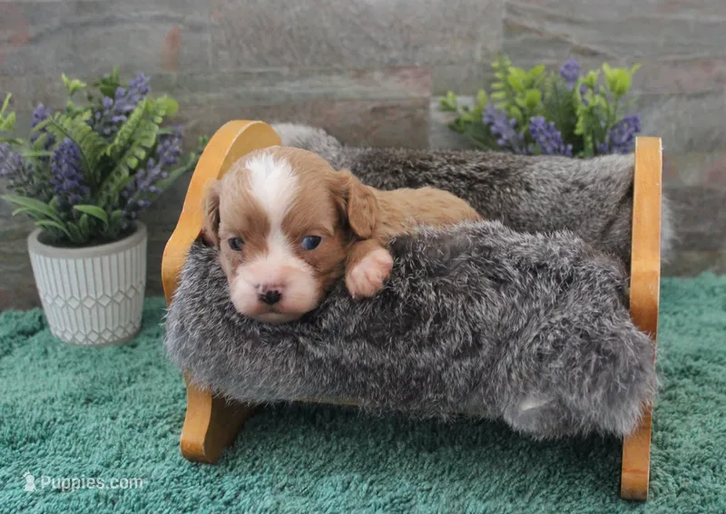 Patsys #3 Female – Cavapoo puppy for sale in Paris, KY