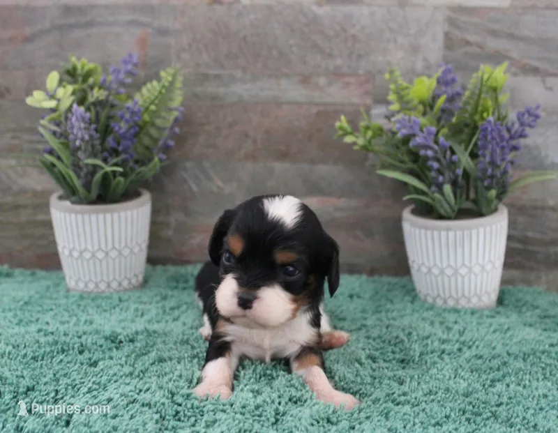 #3 Male (Ruby) – Cavalier King Charles Spaniel puppy for sale in Paris, KY