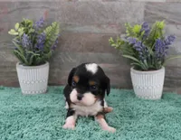 #3 Male (Ruby), a male Cavalier King Charles Spaniel for sale in Paris, KY – 8 of 10