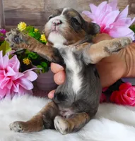 #1 Female (Whitney's), a female Cavapoo for sale in Paris, KY – 4 of 5