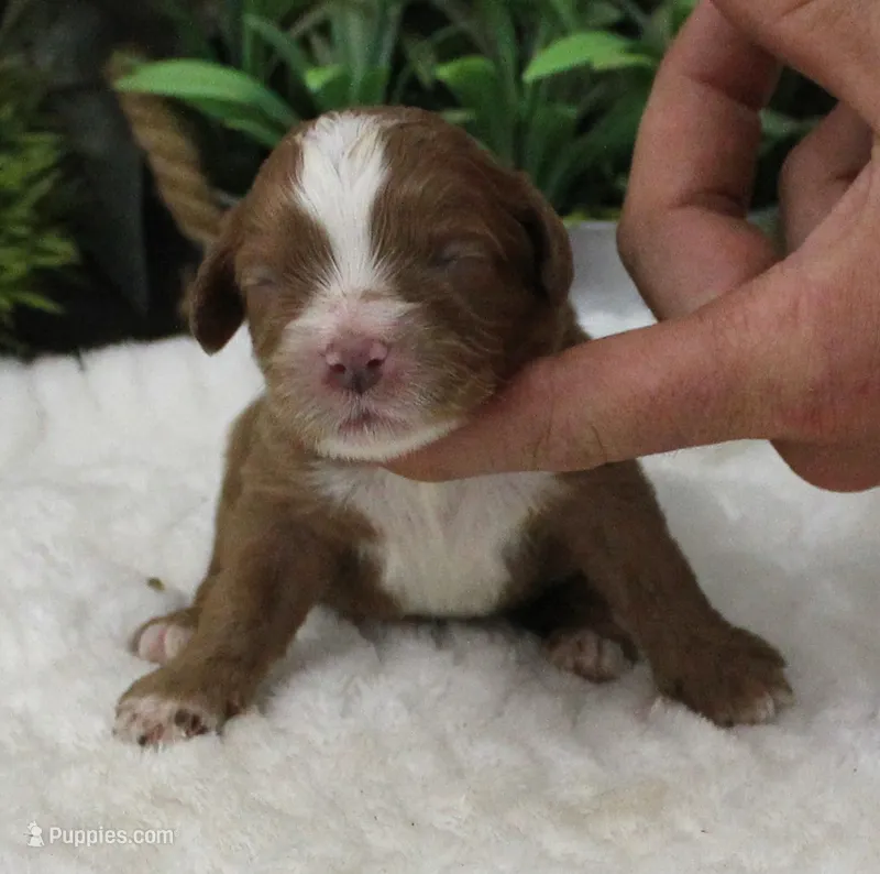 #5 Male (Autumn's) – Cavapoo puppy on hold in Paris, KY