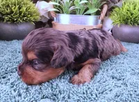 #2 Female (Marley's), a female Cavapoo for sale in Paris, KY – Photo 1 of 3