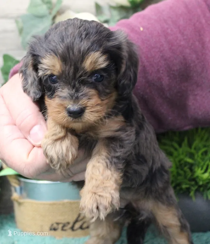 #2 Female (Marley's) – Cavapoo puppy for sale in Paris, KY