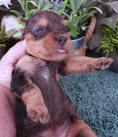 #2 Female (Marley's), a female Cavapoo for sale in Paris, KY – Photo 3 of 3