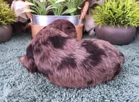 #2 Female (Marley's), a female Cavapoo for sale in Paris, KY – Photo 2 of 3