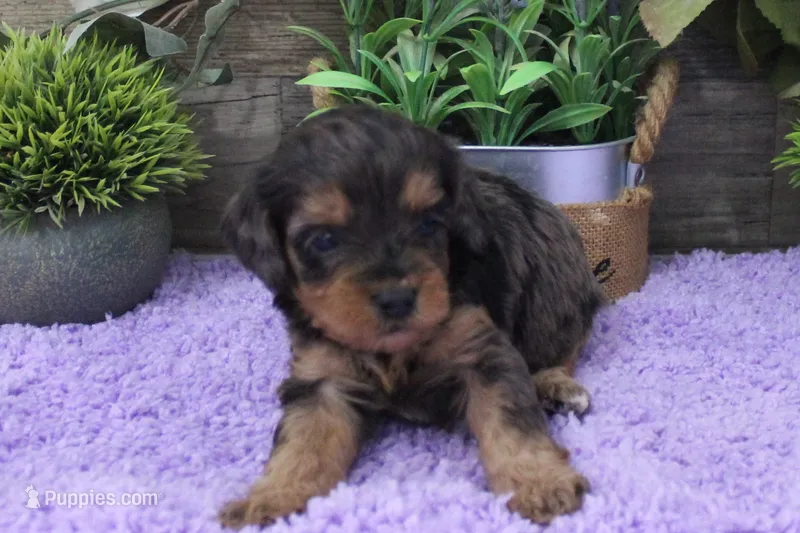 #2 Female (Marley's) – Cavapoo puppy for sale in Paris, KY
