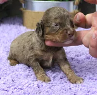 #5 Male (Dawn's), a male Cavapoo for sale in Paris, KY – 1 of 2