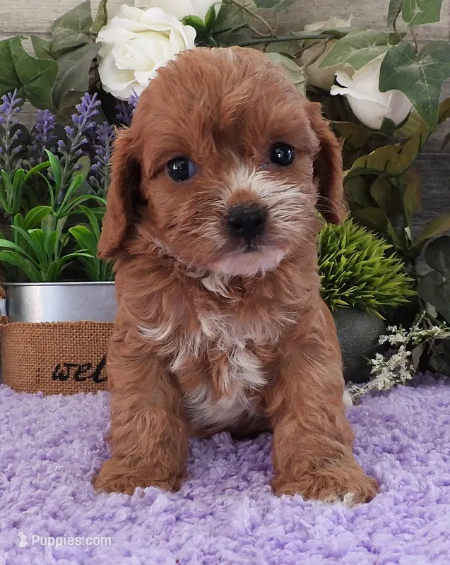 #2 Male (Suzy's) – Cavapoo puppy on hold in Paris, KY