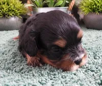 #3 Male (Chelsea's), a male Cavapoo for sale in Paris, KY – Photo 2 of 4