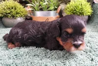#3 Male (Chelsea's), a male Cavapoo for sale in Paris, KY – Photo 3 of 4