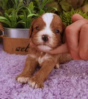 #5 Male (Autumn's), a male Cavapoo for sale in Paris, KY – 5 of 6