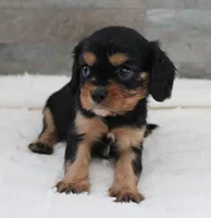 #5 Male (Ruby), a male Cavalier King Charles Spaniel for sale in Paris, KY – 1 of 9
