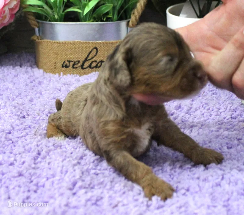 #2 Female (Dawn's) – Cavapoo puppy for sale in Paris, KY