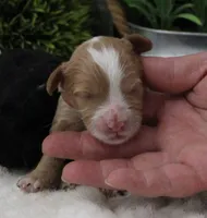 #1 Female (Autumn's), a female Cavapoo for sale in Paris, KY – 1 of 1