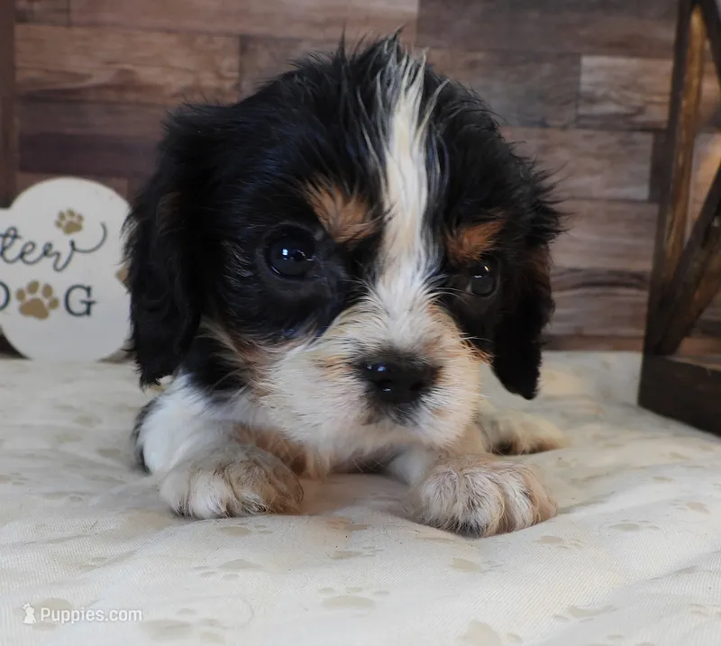 #2 Male (Lulu's) – Cavalier King Charles Spaniel puppy on hold in Paris, KY