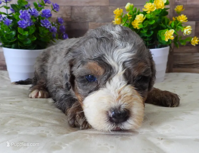 #5 Female (Splash's) – Miniature Bernedoodle puppy for sale in Paris, KY