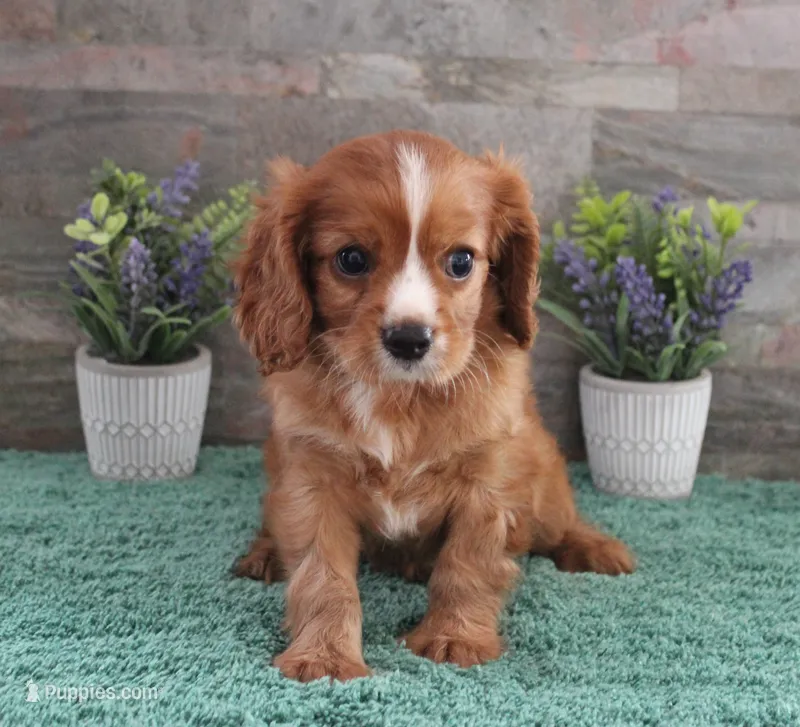 #1 Male Reba – Cavalier King Charles Spaniel puppy for sale in Paris, KY