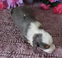 #8 Male (Splash's), a male Miniature Bernedoodle for sale in Paris, KY – 3 of 4