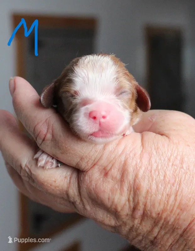 #4 Male (Ruby) – Cavalier King Charles Spaniel puppy for sale in Paris, KY