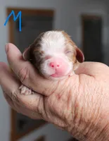 #4 Male (Ruby), a male Cavalier King Charles Spaniel for sale in Paris, KY – 1 of 2