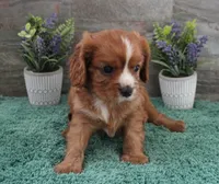 #1 Male Reba, a male Cavalier King Charles Spaniel for sale in Paris, KY – 2 of 7