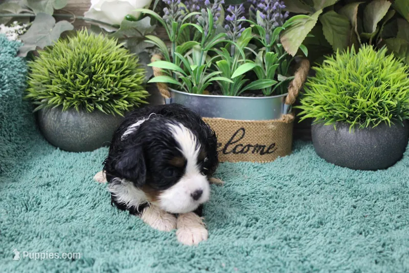 #3 Male (Chloe's) – Cavapoo puppy for sale in Paris, KY