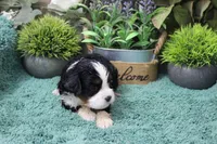 #3 Male (Chloe's), a male Cavapoo for sale in Paris, KY – Photo 2 of 2